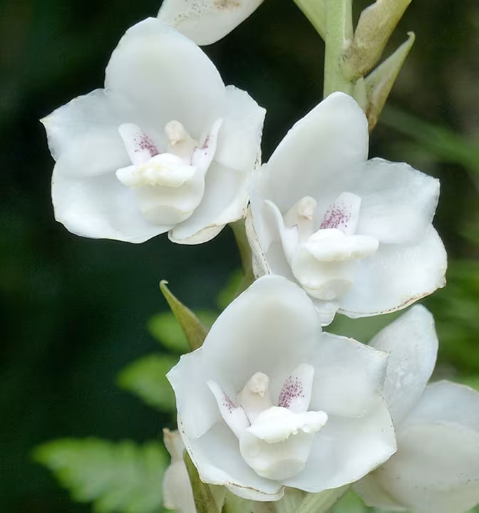 ORQUÍDEAS