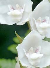 Vitrocsa Large Custom Minimalist WIndows and Glass Doors